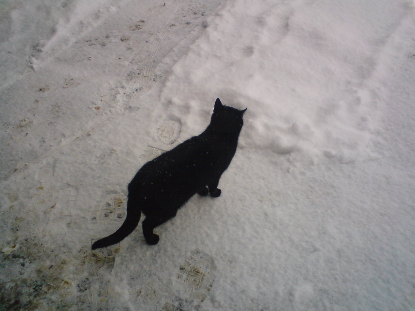 DSC00242.JPG